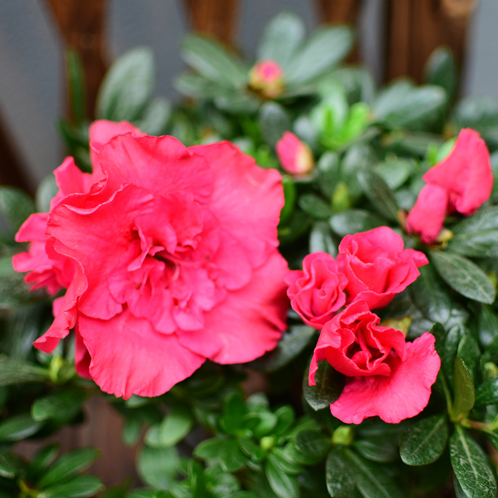 杜鹃花盆栽四季开花年宵花卉西洋鹃花花开不断时令草本花卉