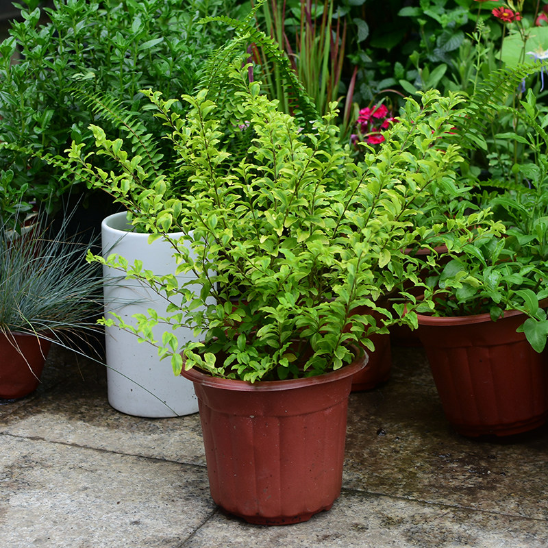 植物女贞亮晶柠檬花园庭院绿化彩色观叶长绿球类观叶
