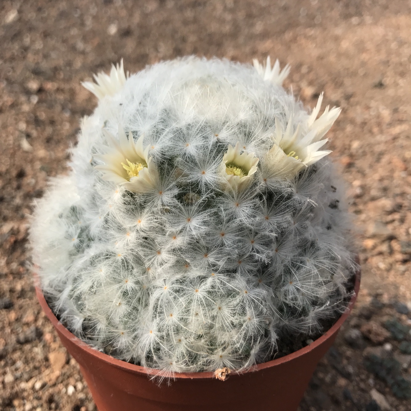 白星仙人球花期图片