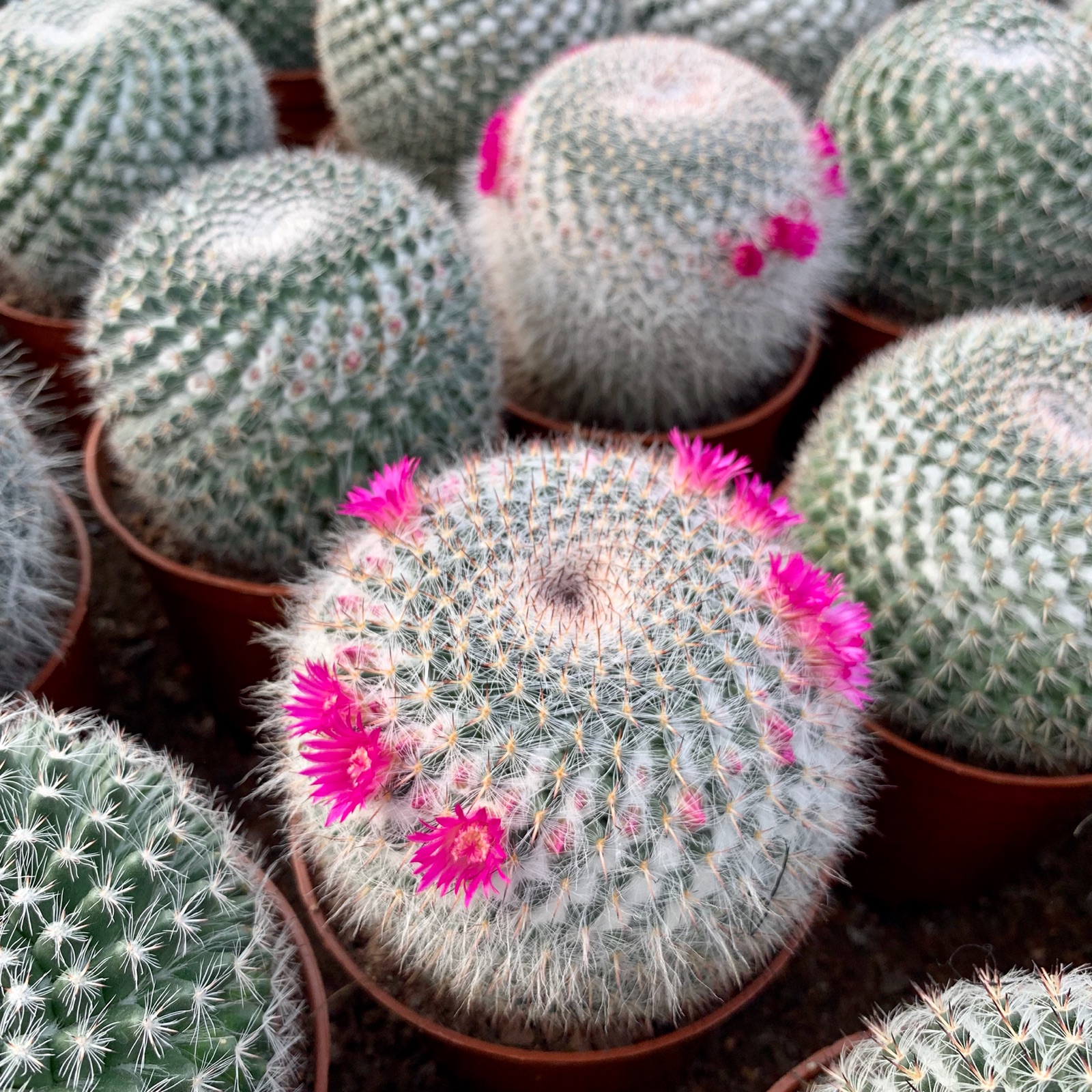 玉翁实生乳突球属仙人一圈花期长带花苞多肉多肉植物