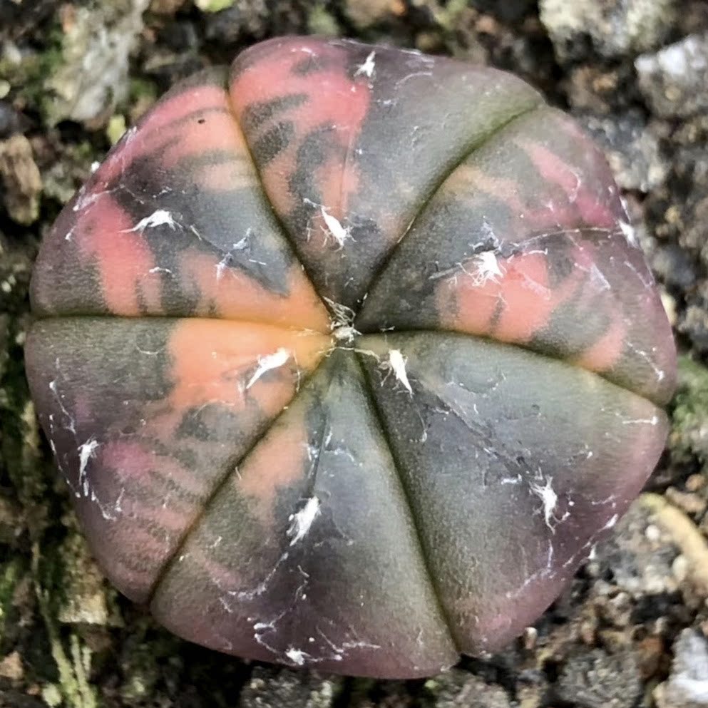 兜锦鸾凤玉锦实生彩色星兜锦星星球仙人球多多肉植物