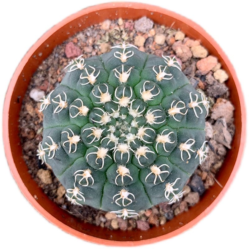 白刺瑞昌玉实生仙人稀有刺开白花扎手养活室内多肉植物