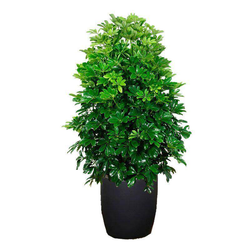 鸭脚木发财树办公办公室室内大型盆栽绿植客厅植物大型绿植