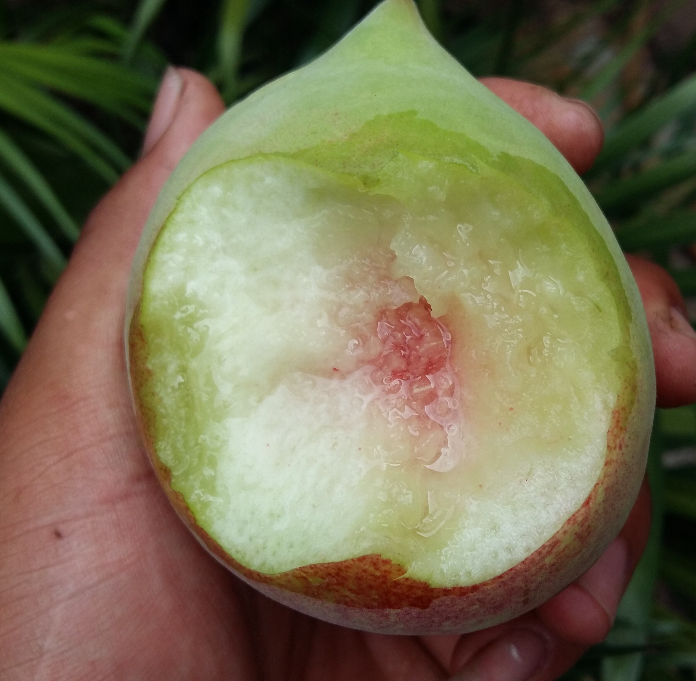 鹰嘴大果特大云南蒙自新鲜开远蜜桃脆桃净重桃