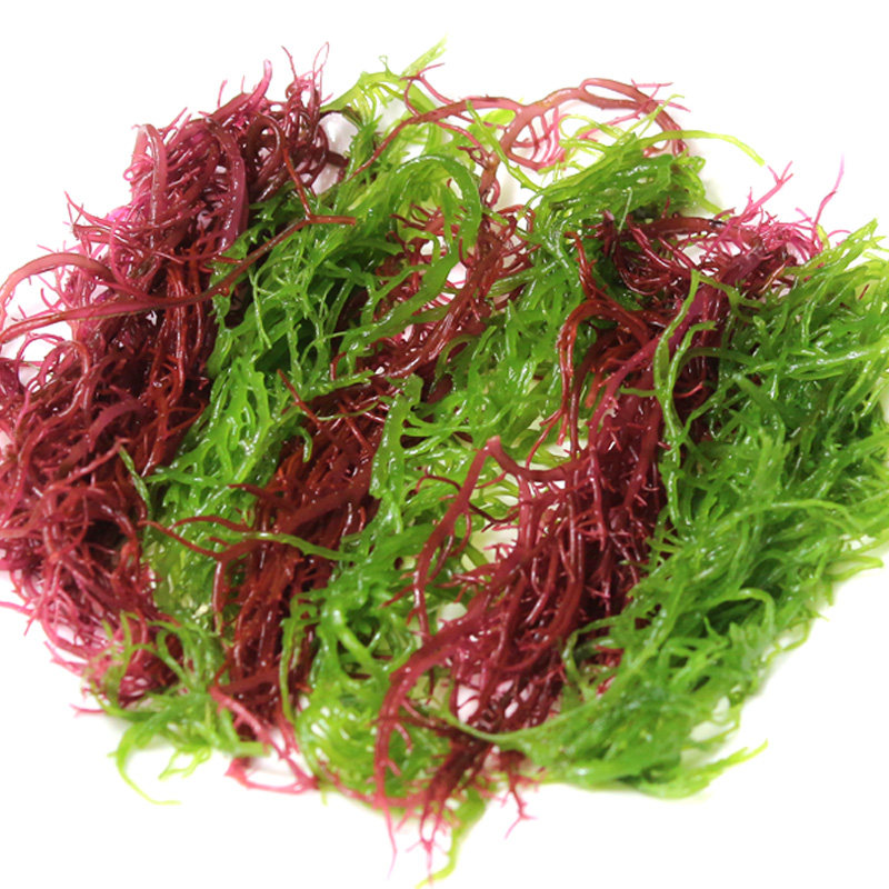 新鲜海草拌菜凉拌花菜石花菜盐渍发菜菜海海藻海带