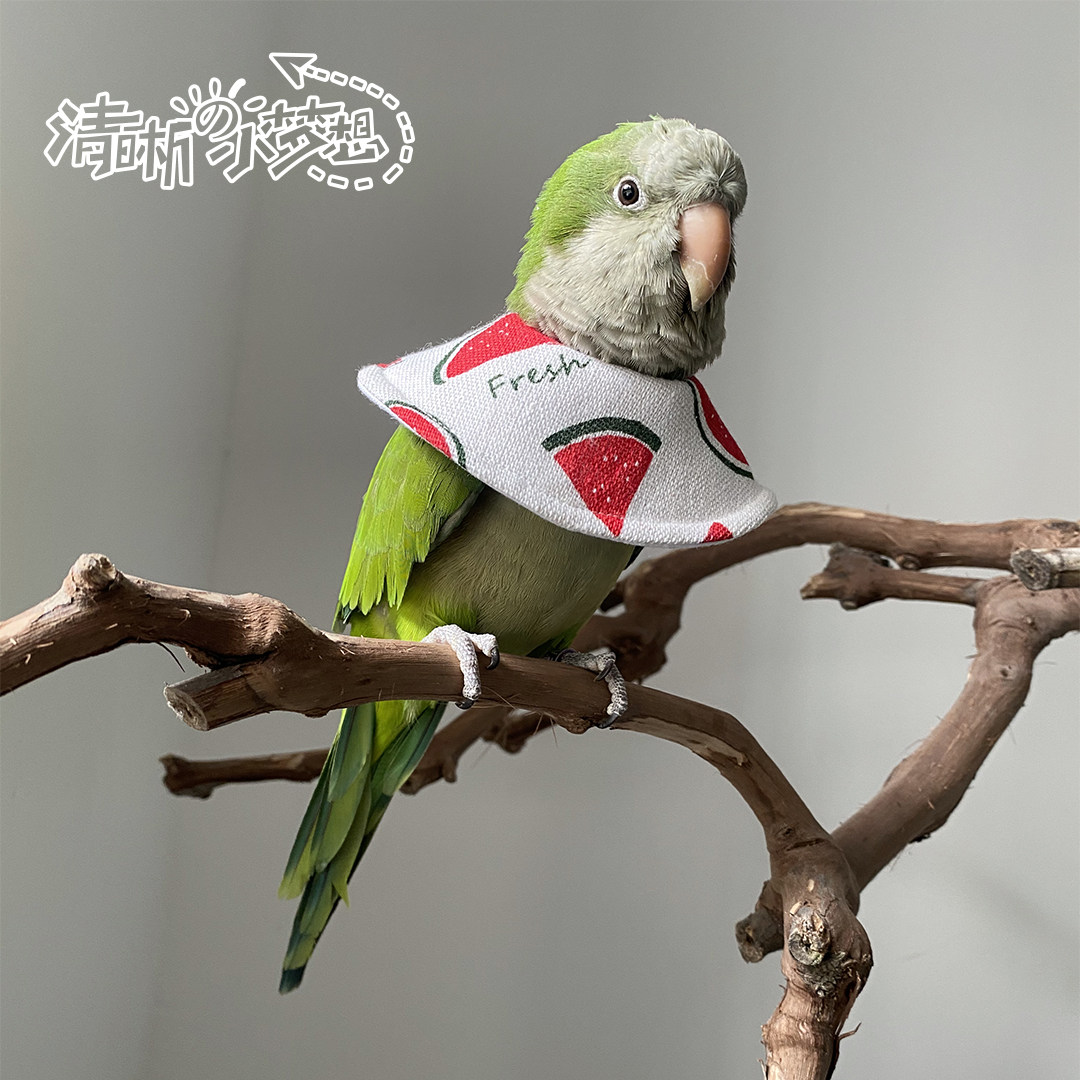 脖套清晰家鹦鹉鸟用伊丽莎白圈防咬毛啄毛受伤保护宠物服装