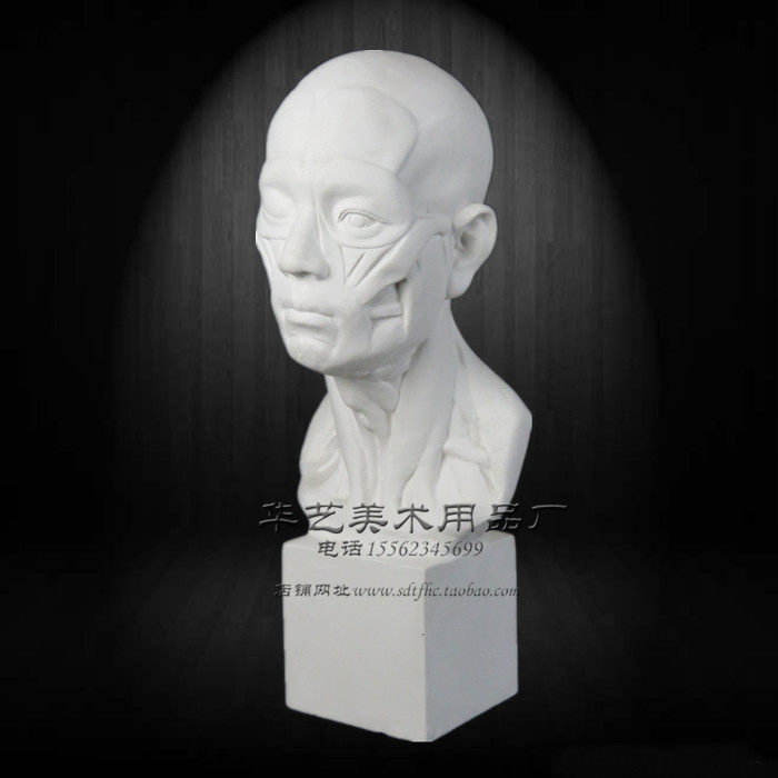 厂家直销美术肌肉解剖石膏像扒皮人石膏教具模型素描静物写生器材