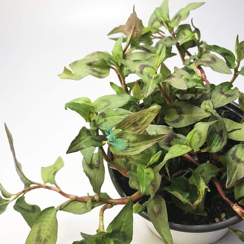 香蓼越南香菜香柳可食用盆栽种苗花草好养鲜活绿植