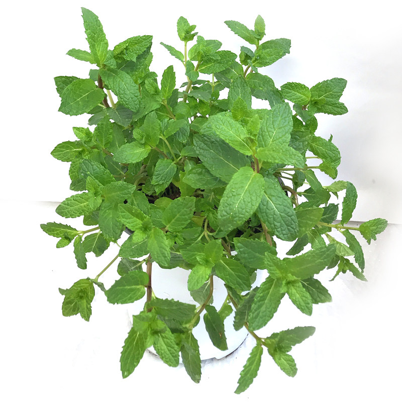摩洛哥薄荷传统清凉夏日饮品鸡尾酒香草植物容易绿植