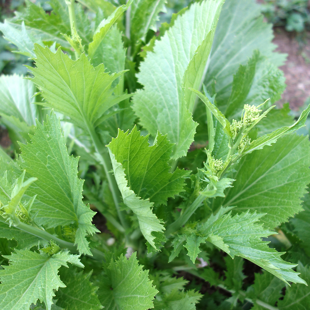 印象贵州新鲜蔬菜现摘现发农家苦芥青菜苔冲菜35斤包邮