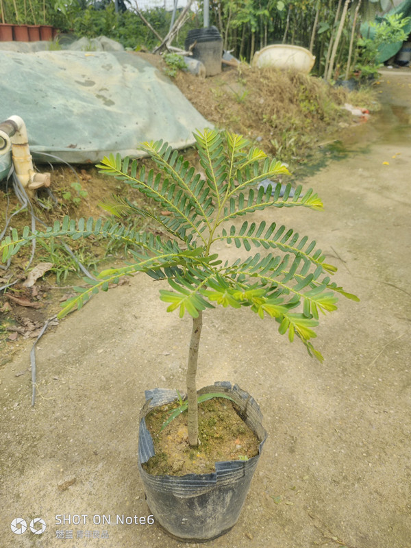 树苗油柑玻璃嫁接牛柑果树余柑果干果带叶果树