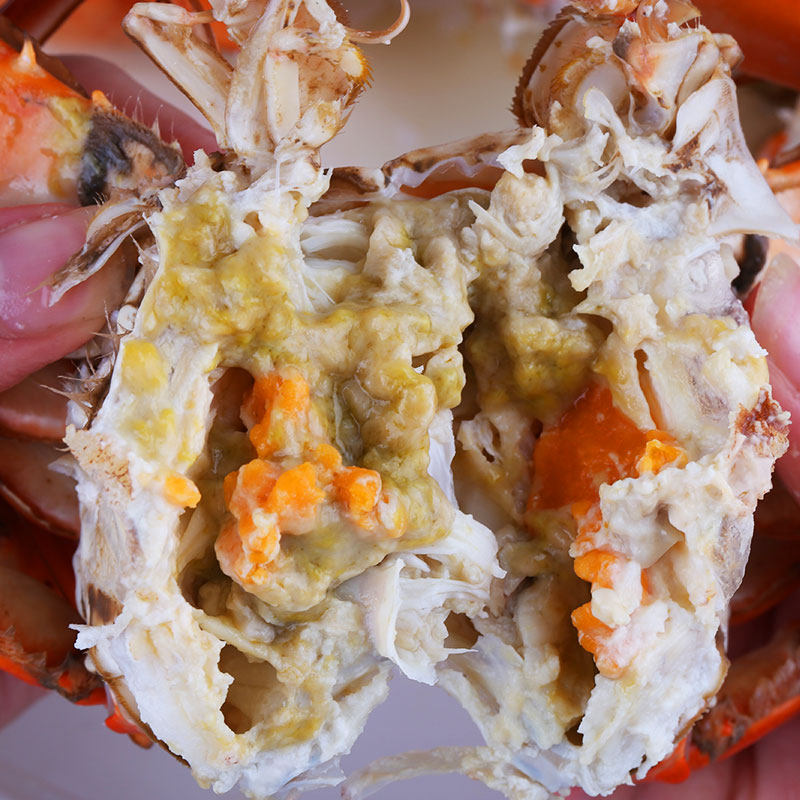 三门大红膏蟹螃蟹海蟹满膏母鲜活水产海青蟹