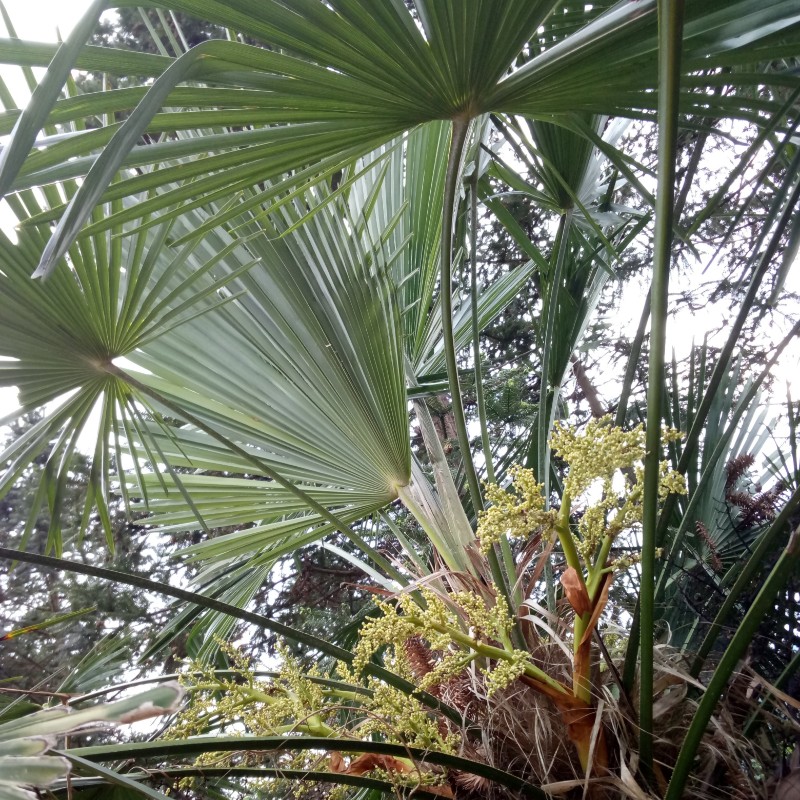 现挖山里新鲜蒲葵扇子棕榈棕榈树树苗盆栽盆景绿植