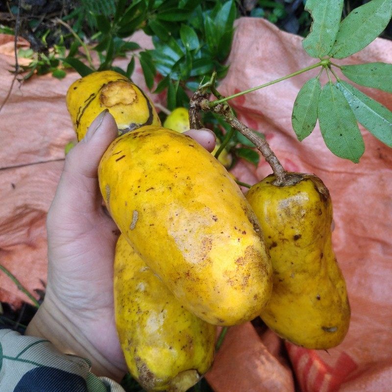 九月山里黄苗牛卵坨五叶木通老桩四季绿植