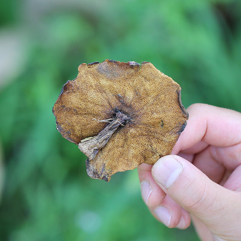 密水农家 山区野生松蘑 新鲜松蘑松蛾天然 无污染 小鸡顿蘑菇100g