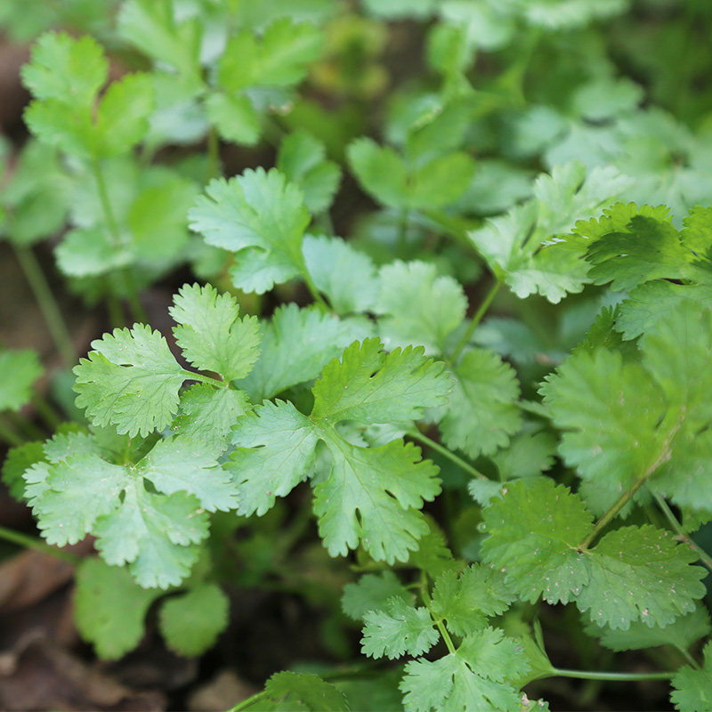 密云农家当日现拔香菜品种农家肥种植新鲜蔬菜其它