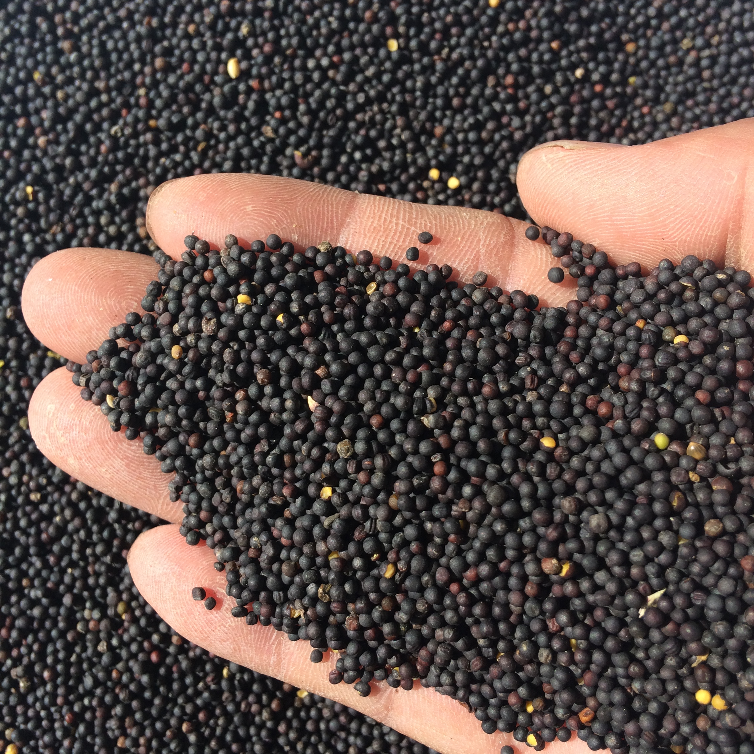 美顿宝邮费鸟食油菜籽饲料虎皮鹦鹉种子芙蓉榨油鸟食