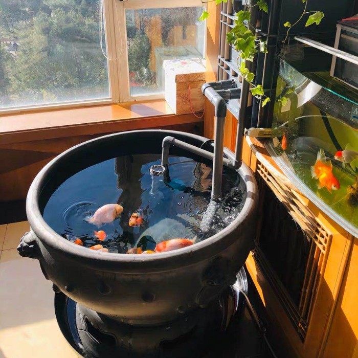 虎头老北京鱼盆青瓦盆古法养鱼首届宫廷金鱼桌面缸