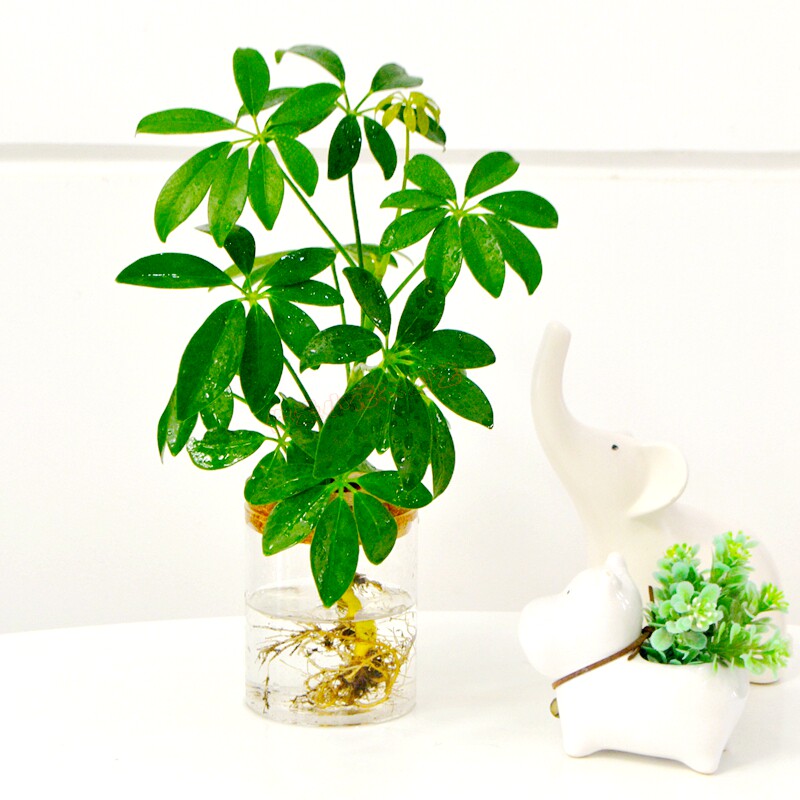 植物水培鸭脚木鹅掌掌财盆栽办公办公室室内桌面绿植