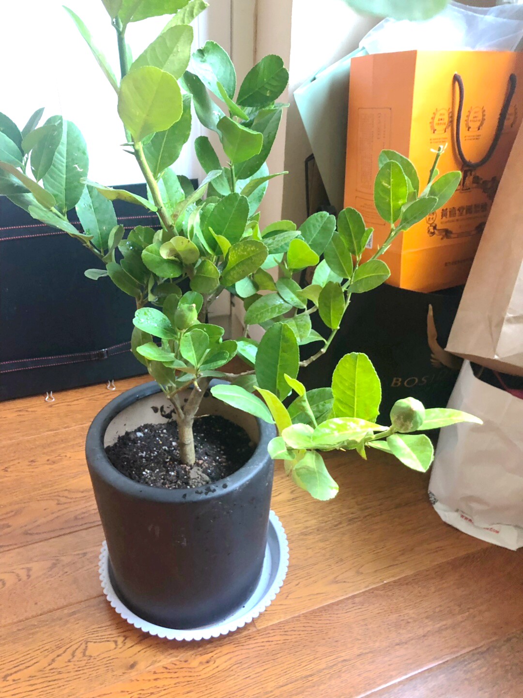 柠檬树果香香水柠檬绿植盆栽植物四季常青结果绿植