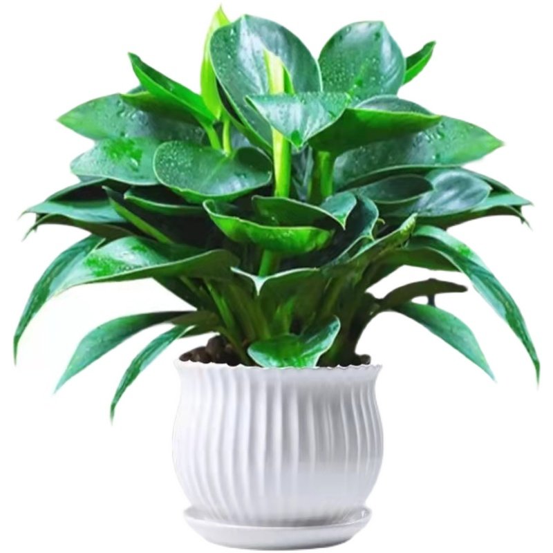 大叶金钻盆栽公主客厅室内桌面绿植甲醛好养绿植