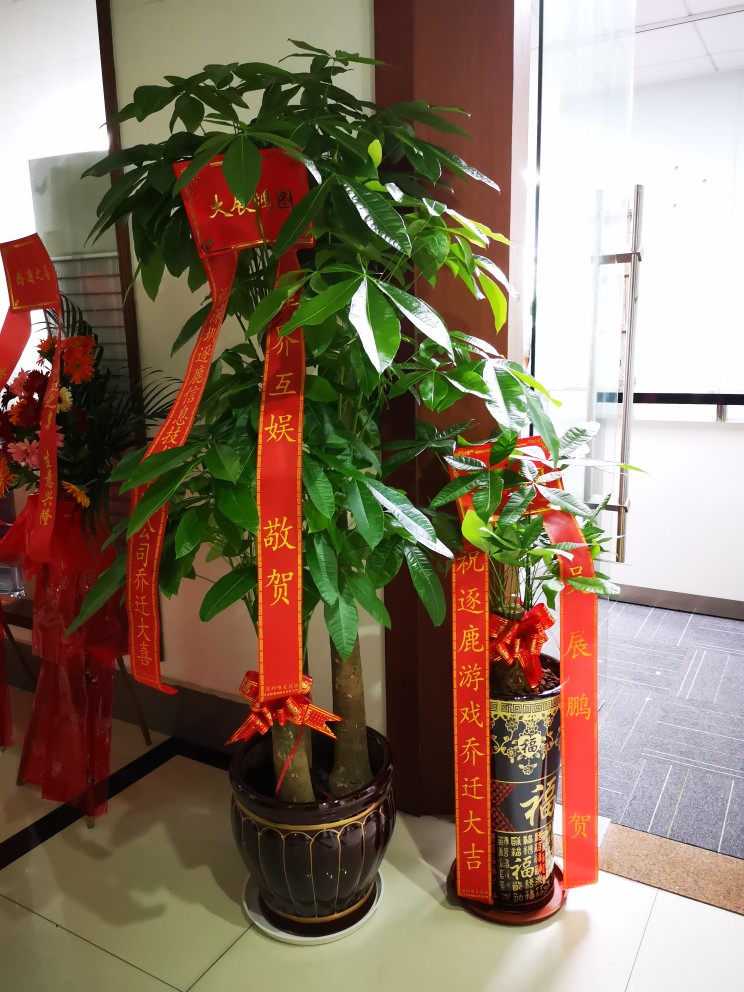 深圳同城大型绿植发财树开业乔迁送礼净化空气吸甲醛盆栽促销新品
