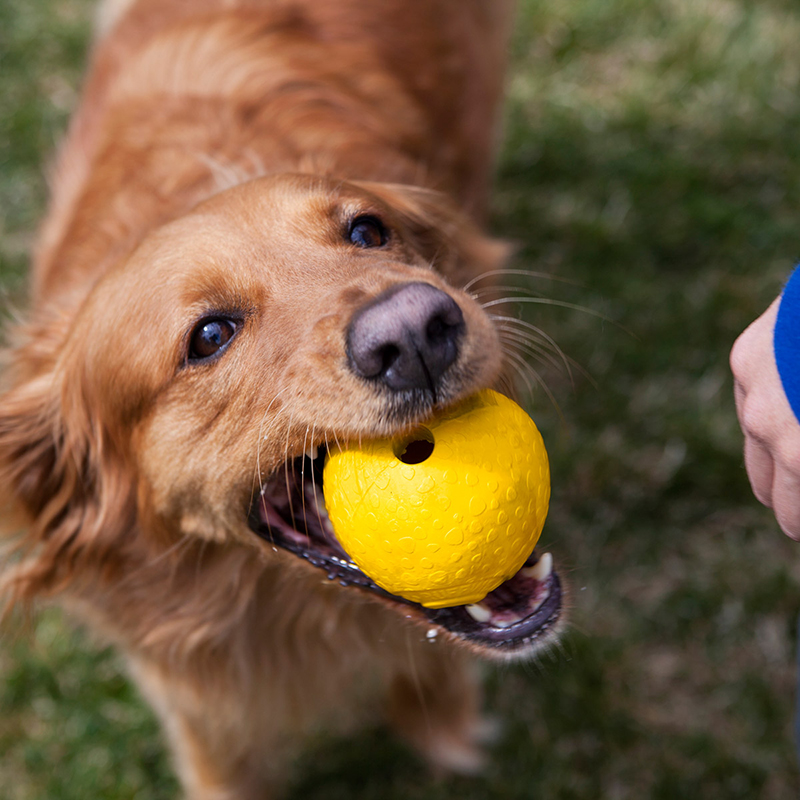 拉夫咬牙发声宠物大型小型磨牙威尔耐咬狗狗橡胶球