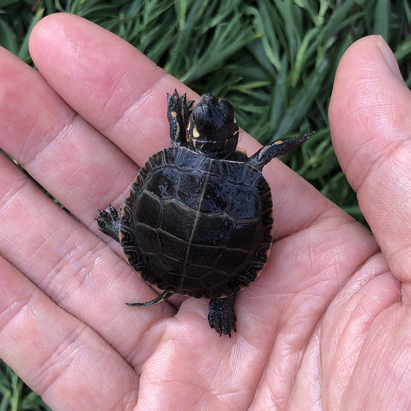 小乌龟东锦龟活体深水龟宠物龟西锦龟观赏龟东部锦龟小宠长寿头苗