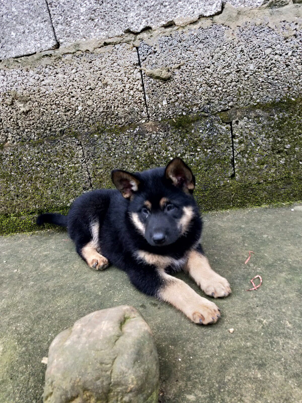 纯种广西土猎犬养殖打猎师傅狗黄狗犬中华田园犬活体土狗幼犬包邮 - d