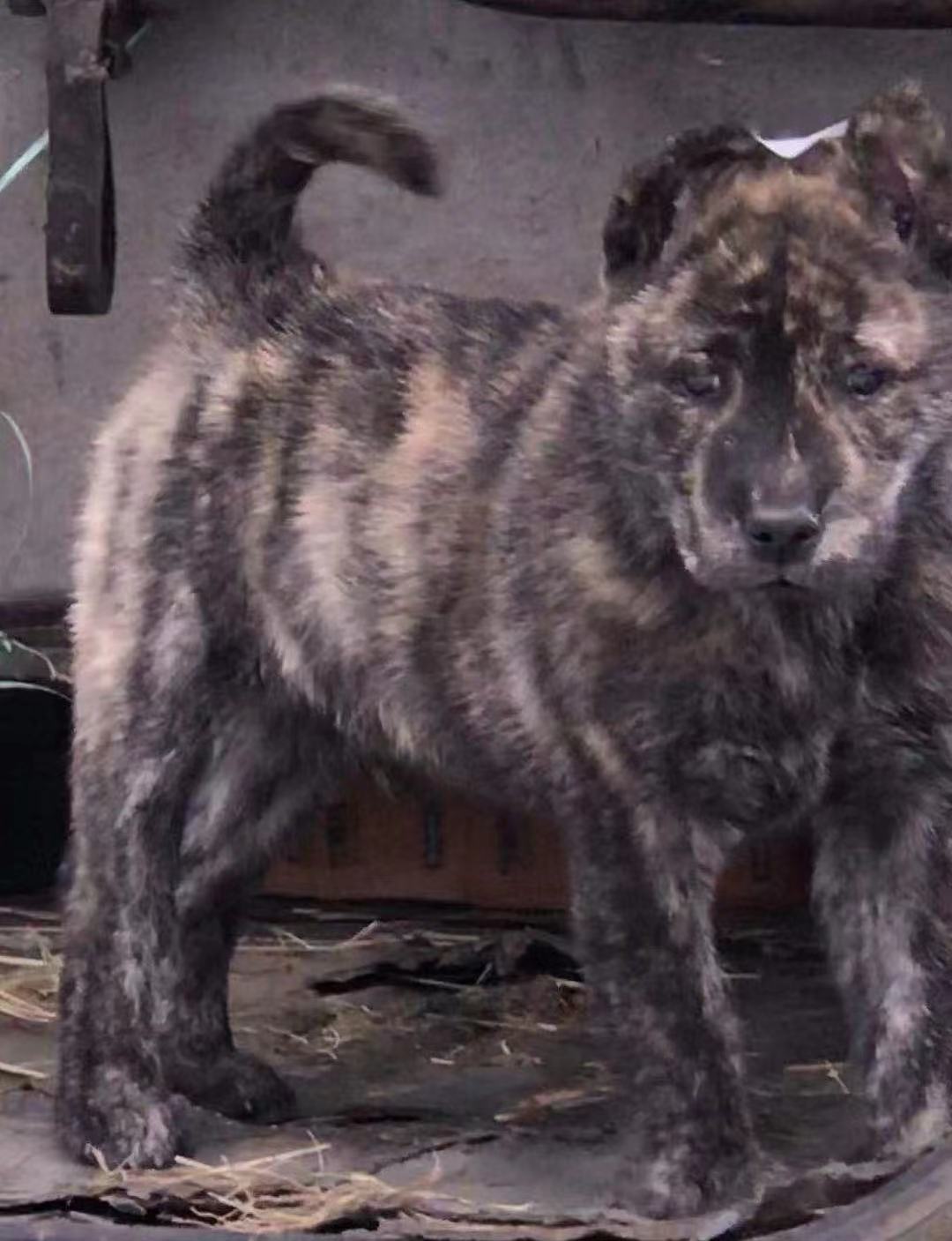 纯种中华田园犬广西土猎狗柴犬大头虎斑犬五黑狗幼犬宠物狗狗活体