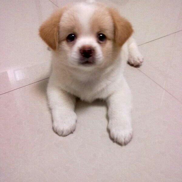 有偿领养土狗幼犬中华田园金毛犬土串各种大小畜牧