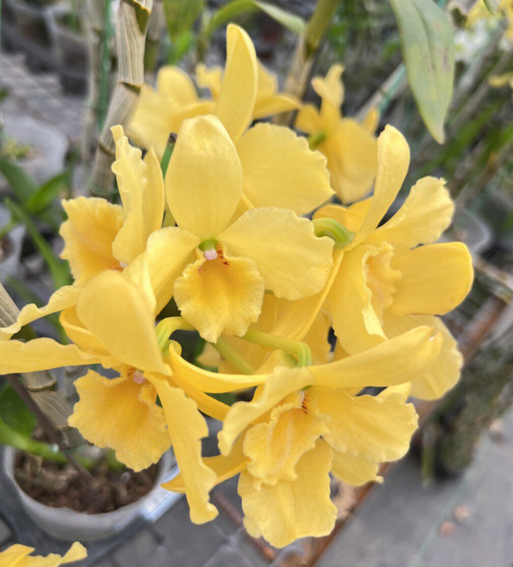 石斛叠鞘黄花夹江苗比铁皮多肉种植花卉绿植时令草本花卉