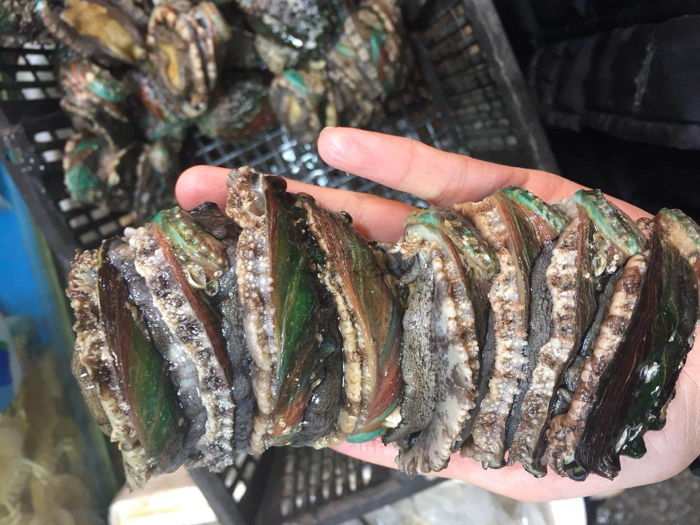 鲍鱼10只装70g7头鲍北京闪送新鲜鲜活海鲜大连鲍鱼