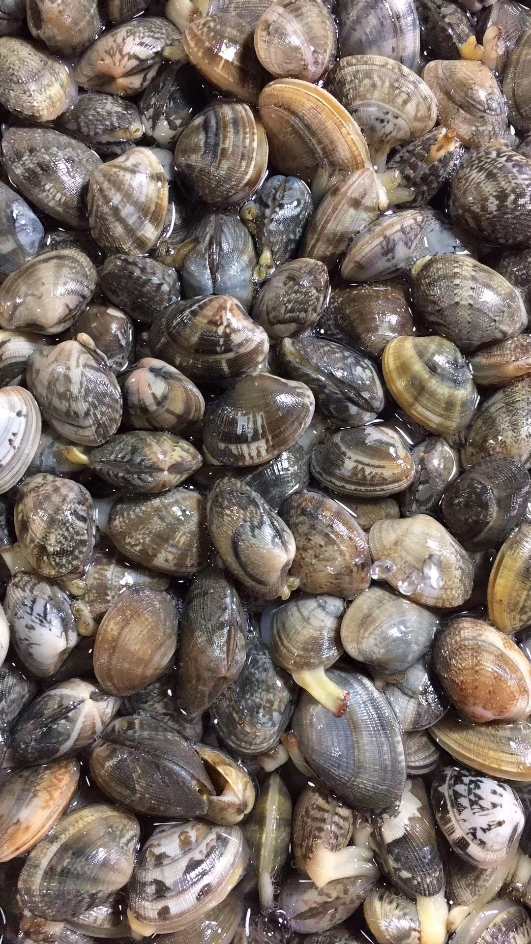 500g北京闪送新鲜花甲 海鲜鲜活花蛤蜊花蚬子 花蛤贝类 水产