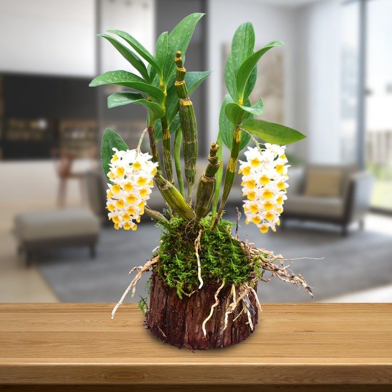 球花室内吊兰寄生铁皮好养无土盆栽办公室石斛时令草本花卉