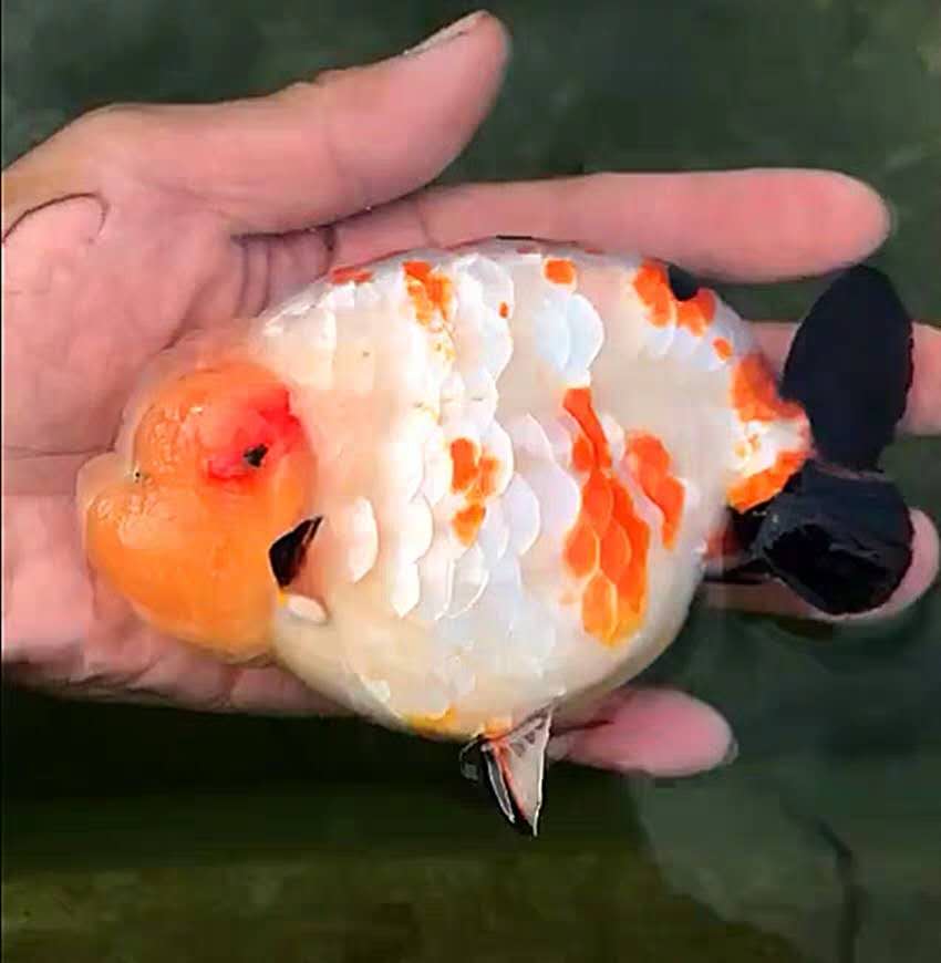 活体樱花金鱼精品观赏鱼冷水淡水水族宠物招财鱼
