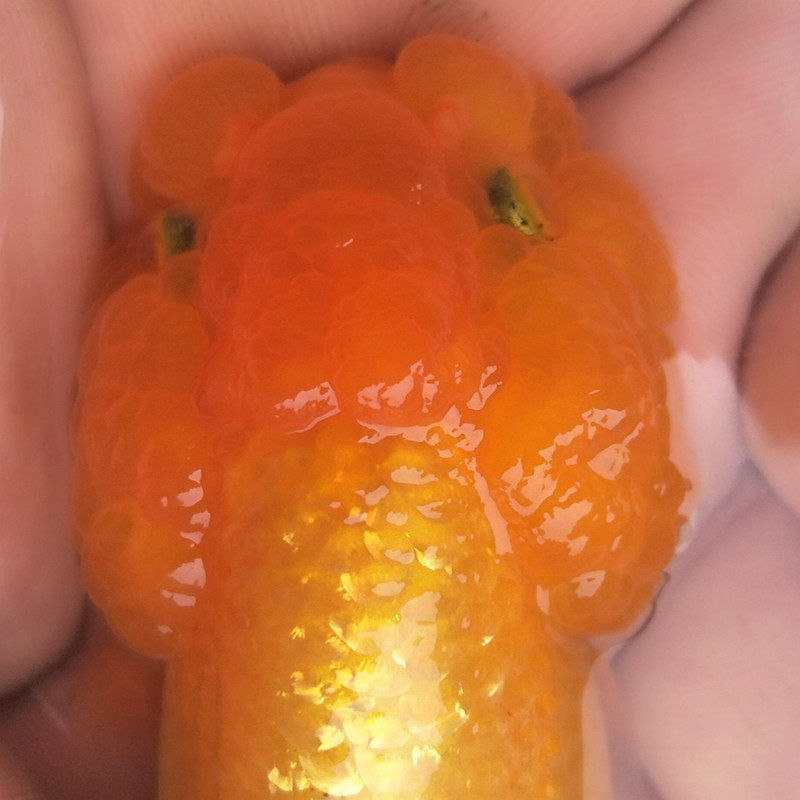 活体菠萝猫狮精品金鱼观赏鱼宠物鱼苗猫包招财鱼