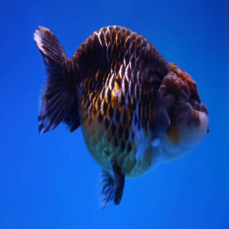 潘氏小尾兰寿水墨金鱼活体精品观赏鱼冷水水族鱼