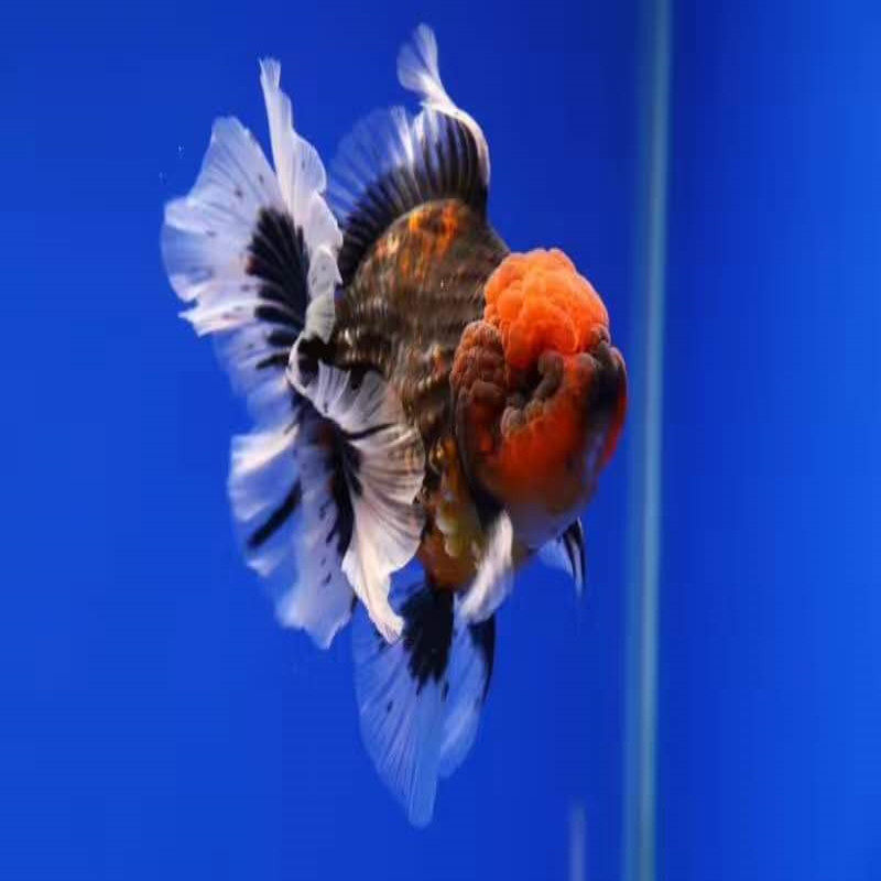 精品泰狮f1百褶裙金鱼活体观赏鱼高档宠物冷水鱼
