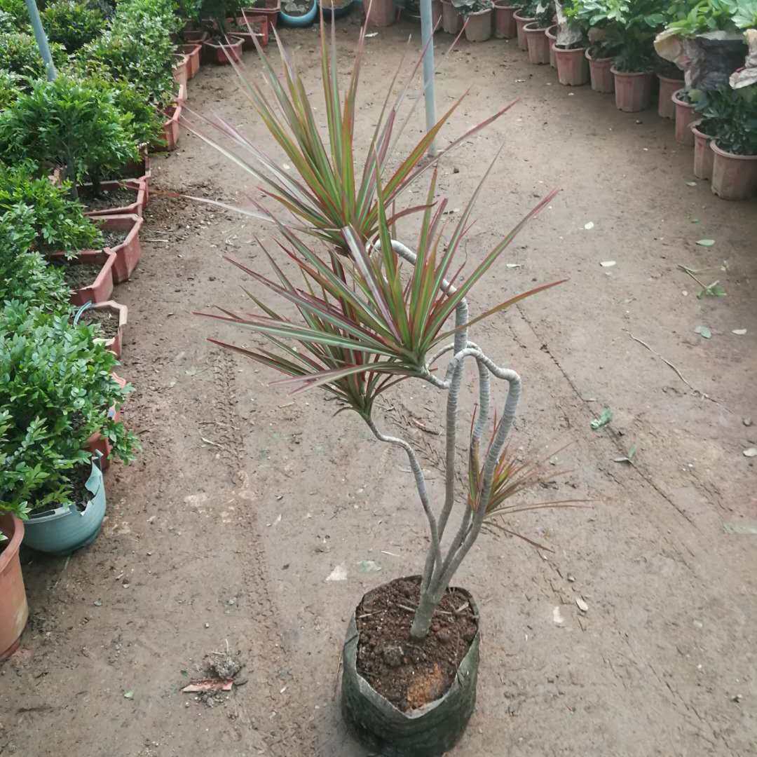 七彩千年盆栽三色龙血马尾铁吸甲醛净化空气室内绿植