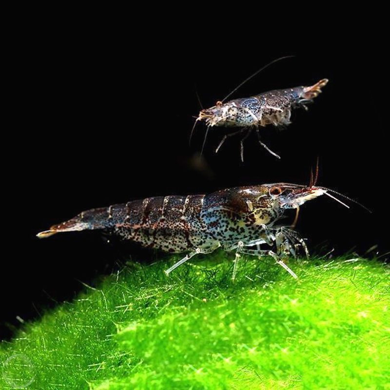 观赏水族淡水饲料活体宠物米虾迷你壳虾工具虾