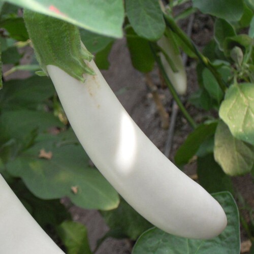 寿光转基因白雪公主白长茄子种子蔬菜种籽春季茄籽蔬菜种子