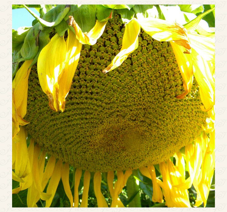 种子食葵优质食用向日葵葵花籽春夏秋播满包邮家庭园艺种子