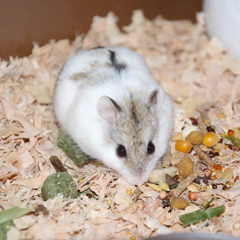 仓鼠元兮成年布丁怀孕紫仓奶茶宠物活物体质仓鼠