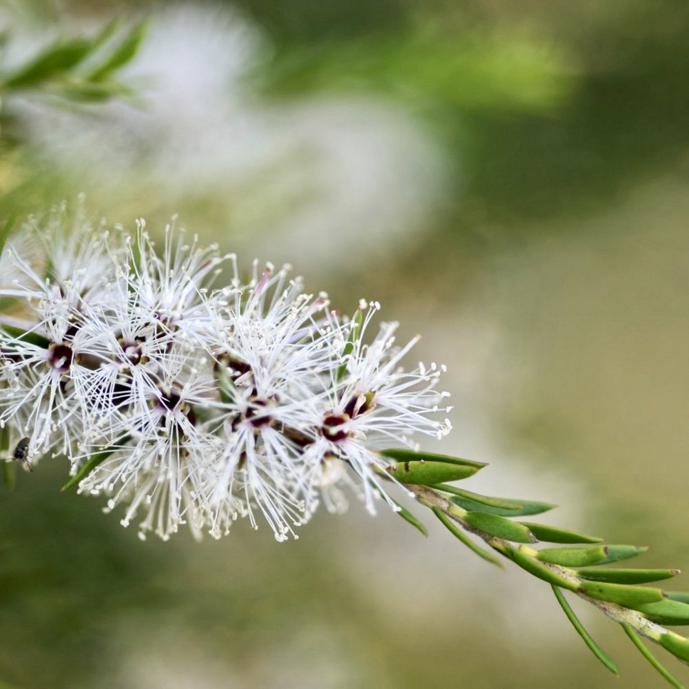 15g白千层千层精油越南野生huahuaflorialflorihana单方精油
