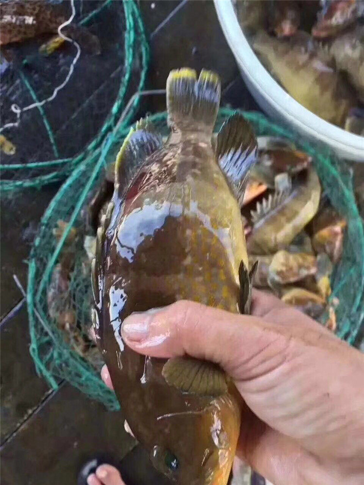 新鲜鲜活野生海鲜小石石斑鱼虎头鱼石矾鱼鲙鱼斑鱼