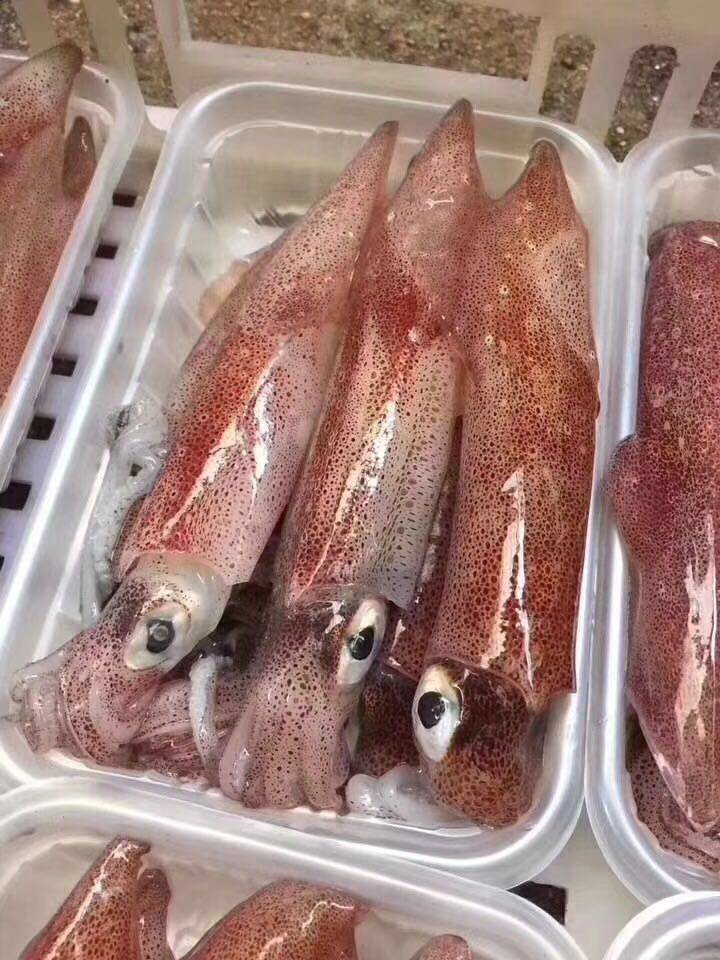鲜活海鲜东山岛小管小鱿鱼鱿鱼新鲜5盒装400g一盒冷冻鱿鱼