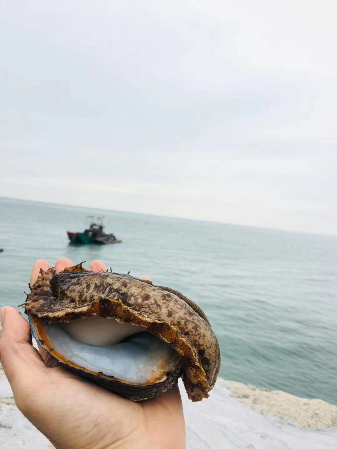 海鲜鲍鱼东山岛10头鲍水产新鲜鲜活活鲍鲍鱼