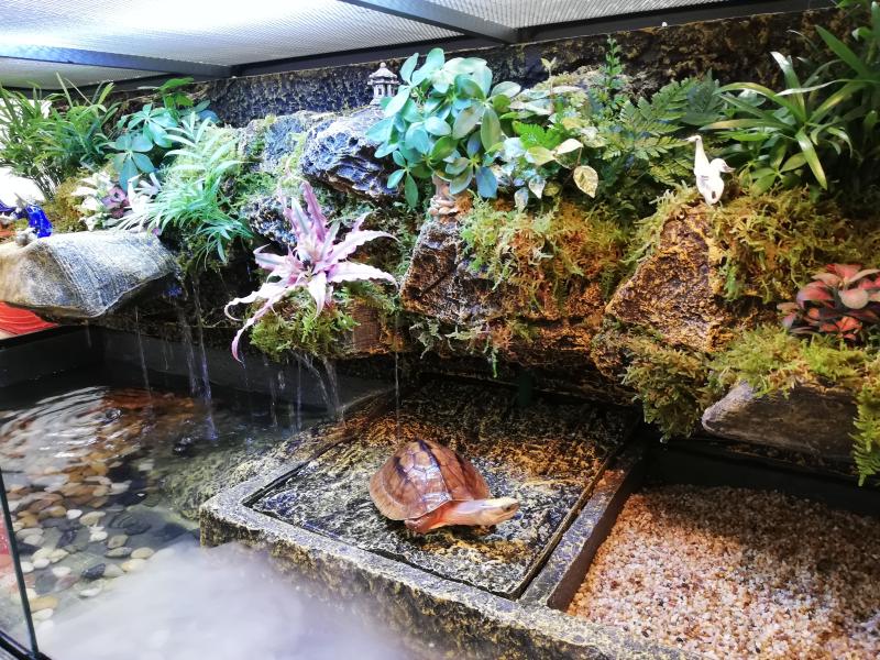 乌龟缸带晒台玻璃水龟缸雨林造景水陆缸鳄鱼缸黄缘龟缸巴西龟缸