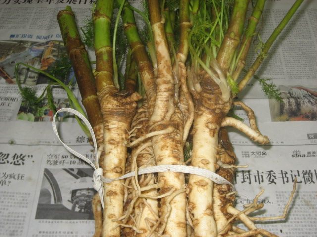 红茴香根皮茴香根新鲜小茴香根种苗老根小苗下奶带根茴香小茴香根